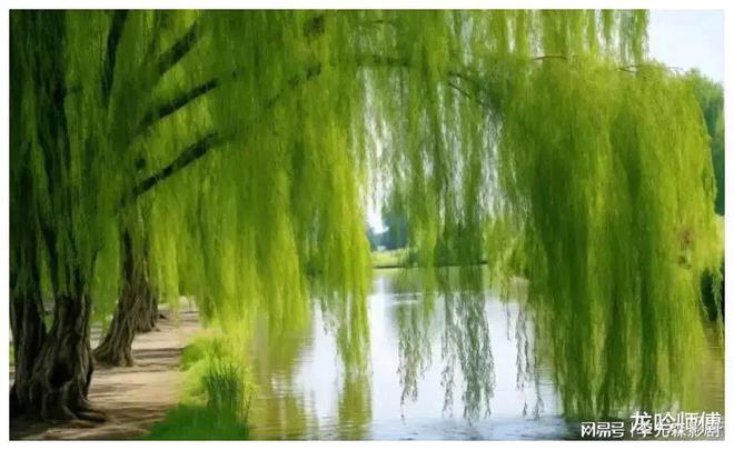 威廉希尔龙吟师傅：避邪旺运的植物有哪些？(图3)