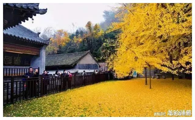 威廉希尔龙吟师傅：避邪旺运的植物有哪些？(图2)