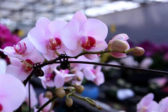 ꕥꕥꕥ~春天花花~旅游团~打卡买花去~ꕥꕥꕥ②(图6)