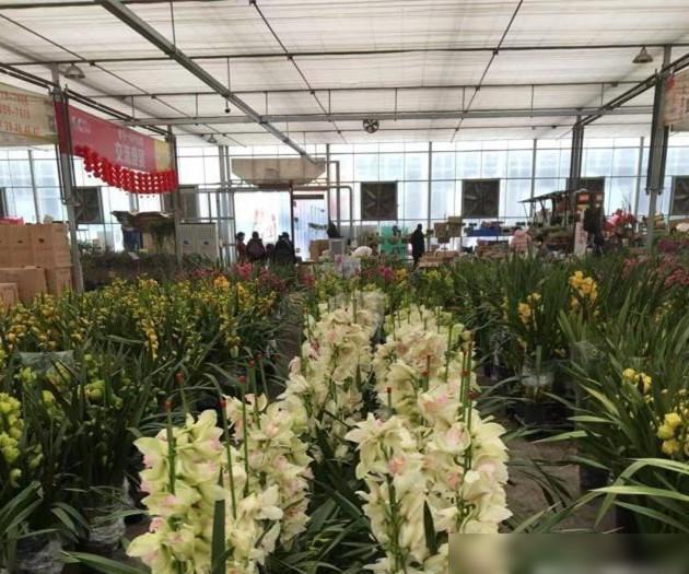 去花卉市场买花的那些“技巧”句句实用看后不会再被“坑”！(图2)