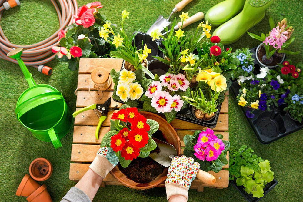 30种植物的风水意义养花人必看(图2)