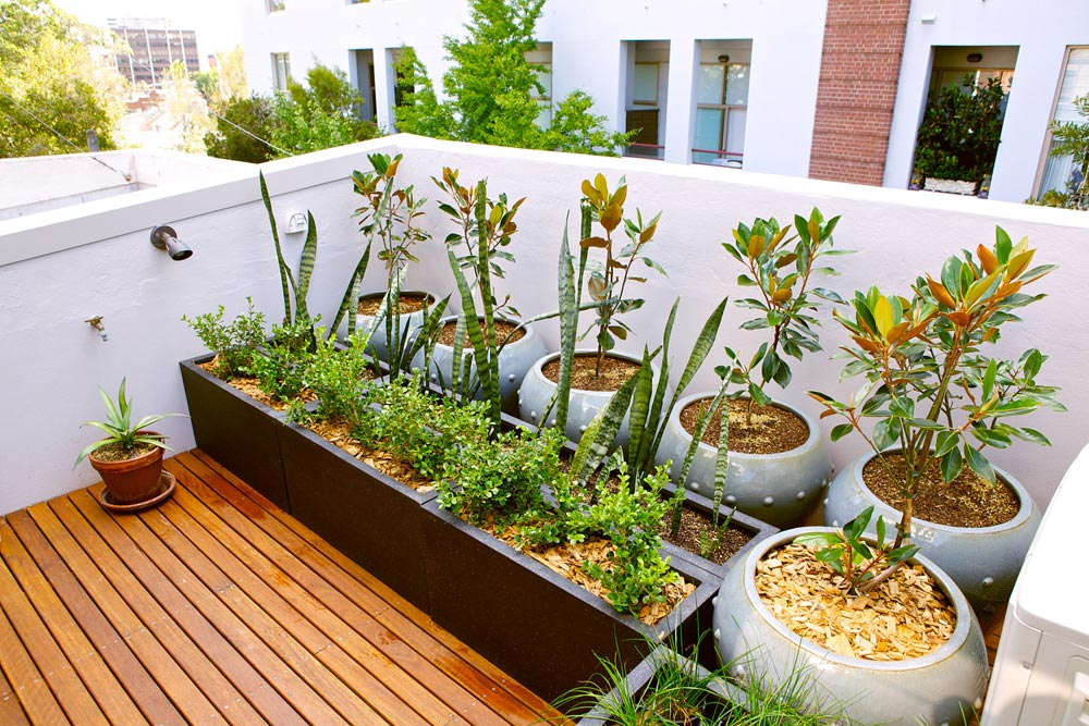 30种植物的风水意义养花人必看(图8)