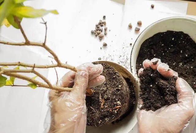【创森知识】春天买花有口诀记住“4要4不要”花对钱才能买“好”花！(图2)