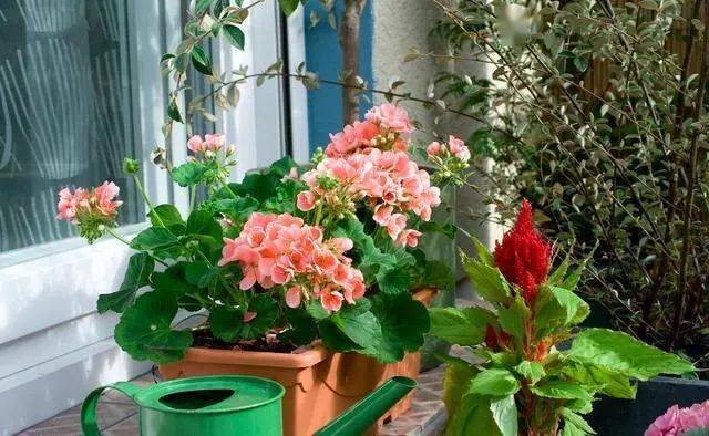 【创森知识】春天买花有口诀记住“4要4不要”花对钱才能买“好”花！(图4)