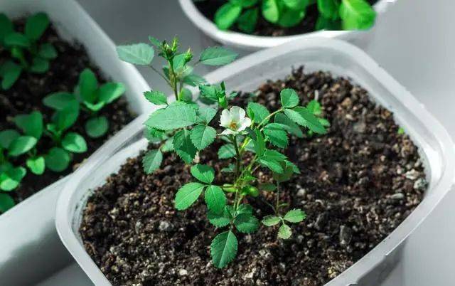 【创森知识】春天买花有口诀记住“4要4不要”花对钱才能买“好”花！(图9)