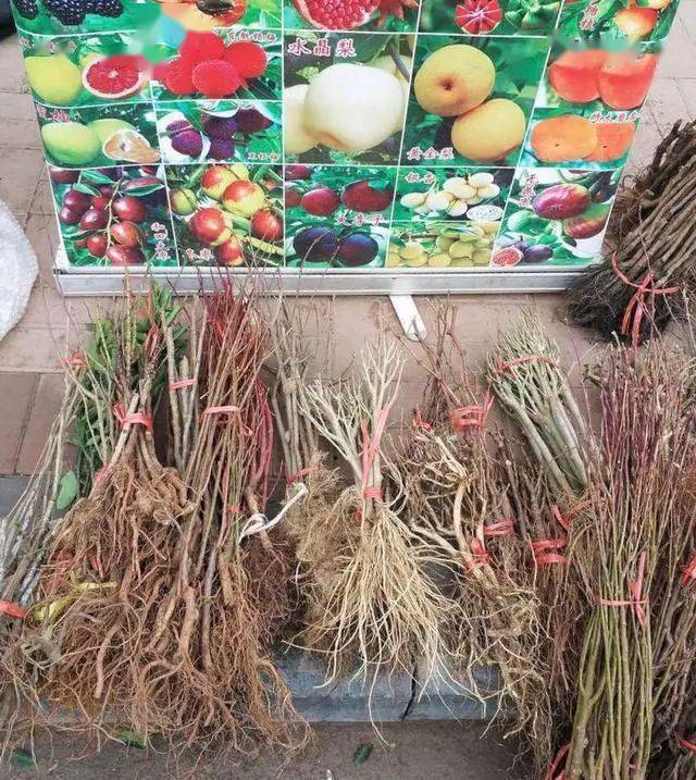 【创森知识】春天买花有口诀记住“4要4不要”花对钱才能买“好”花！(图10)