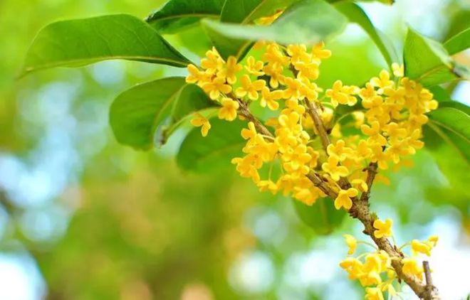 “家种青龙树子孙代代富”啥是“青龙树”？能旺子孙？(图3)