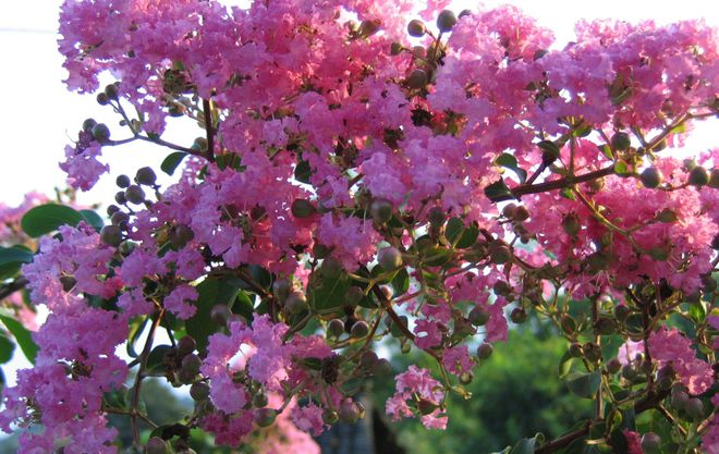 “家种青龙树子孙代代富”啥是“青龙树”？能旺子孙？(图5)
