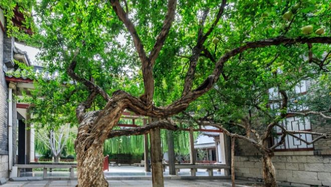 “家种青龙树子孙代代富”啥是“青龙树”？能旺子孙？(图2)