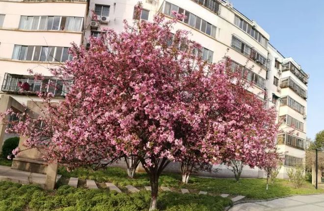 “家种青龙树子孙代代富”啥是“青龙树”？能旺子孙？(图6)