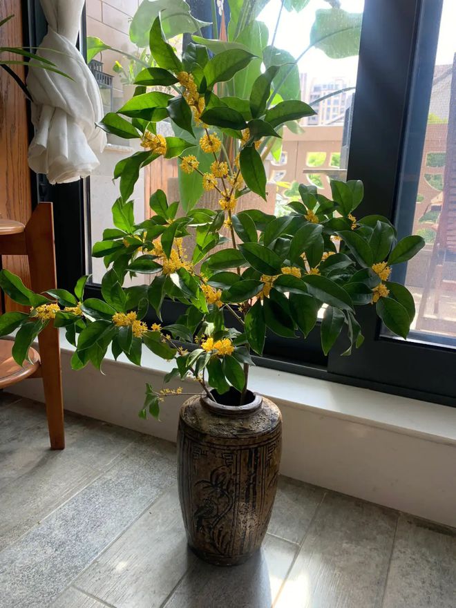 有助于孩子“金榜题名”的植物有孩子要中考、高考可以放一些(图6)