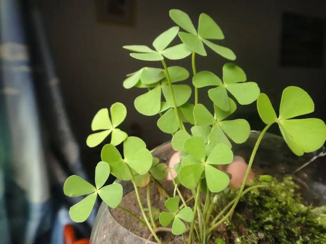 有助于孩子“金榜题名”的植物有孩子要中考、高考可以放一些(图5)