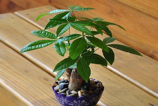 养花风水很重要这十种花旺人更旺家太值得入手了！(图9)