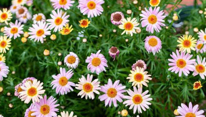 买花一定要瞧季节不要盲目跟风乱买不然都是交学费(图5)