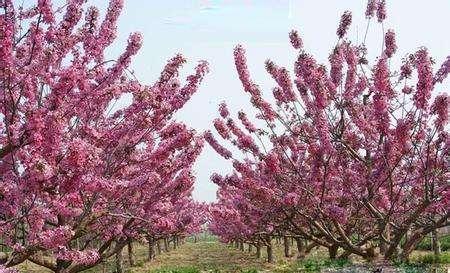 家门前万万要种这3种植物能给家里招财和好运有钱人一早就懂(图2)
