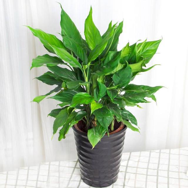 家里万万要摆上这4种植物不久就能招好运添财难怪会住富裕(图3)