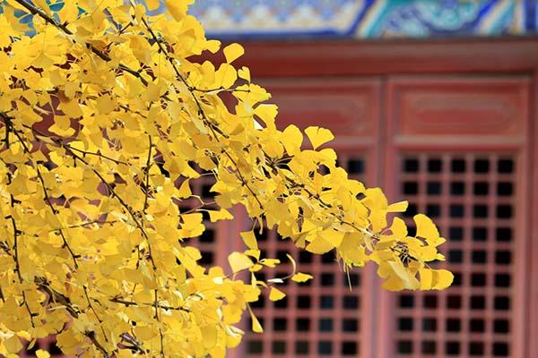 常见植物种植的风水玄学(图3)