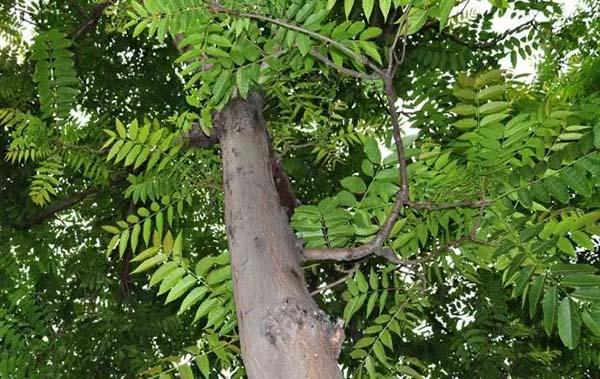 常见植物种植的风水玄学(图4)