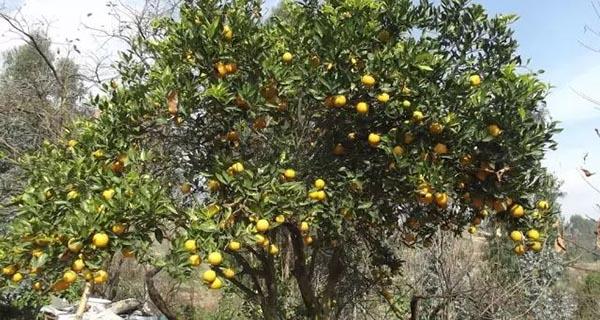 常见植物种植的风水玄学(图9)