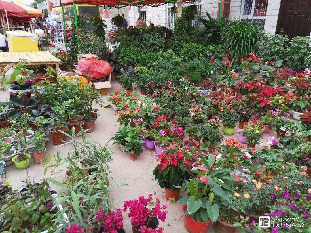 网上买花VS花店、花市买花优缺点对比看完就更了解你适合哪种了(图2)