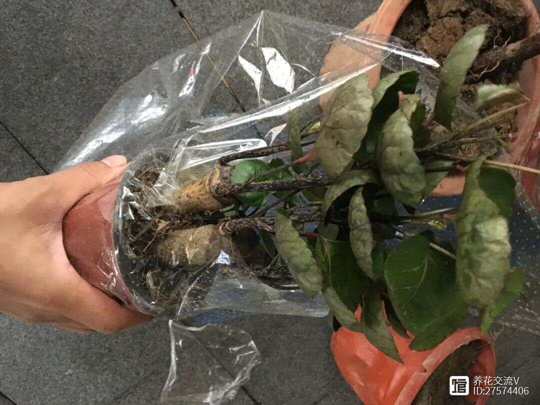 网上买花VS花店、花市买花优缺点对比看完就更了解你适合哪种了(图4)