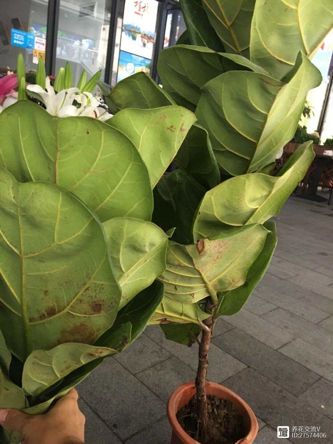 网上买花VS花店、花市买花优缺点对比看完就更了解你适合哪种了(图5)