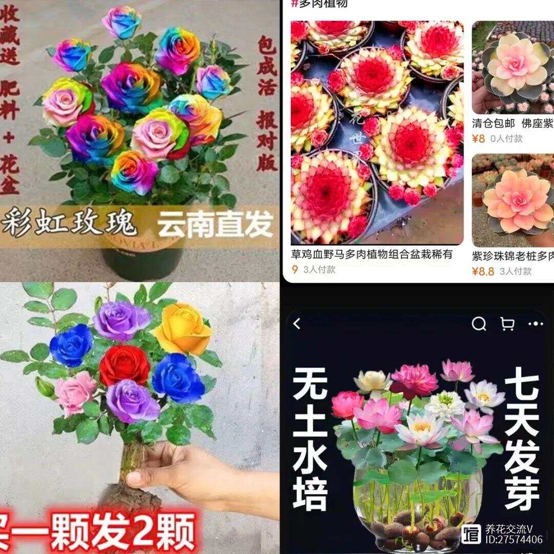 网上买花VS花店、花市买花优缺点对比看完就更了解你适合哪种了(图7)