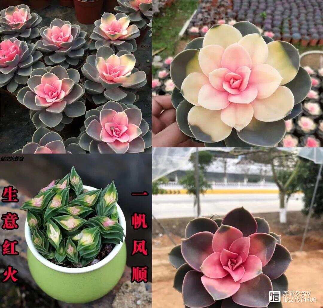 网上买花VS花店、花市买花优缺点对比看完就更了解你适合哪种了(图10)