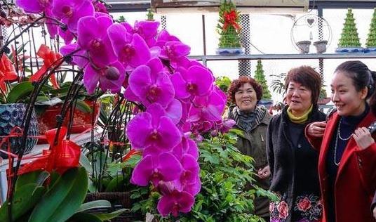 在花卉市场买花时谨记“两看一问”不用再怕花买回去养不活！(图2)