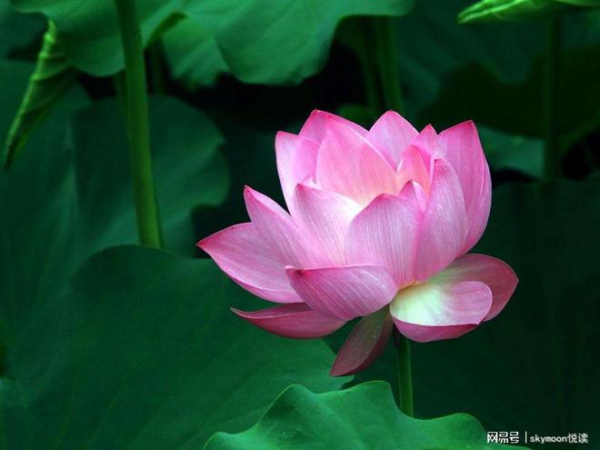 风水小知识——庭院植物风水（二）(图2)