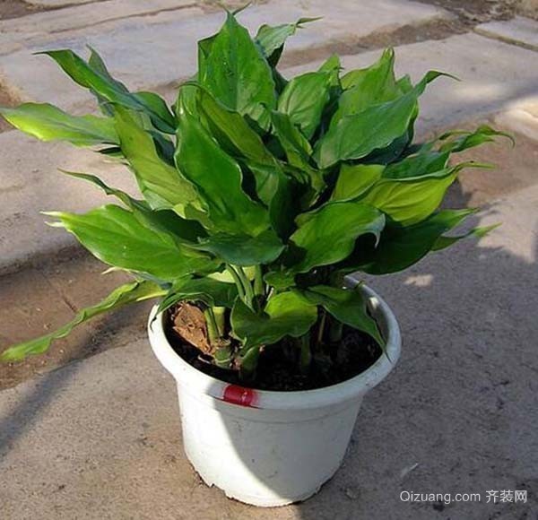 WilliamHill家居风水植物(图2)