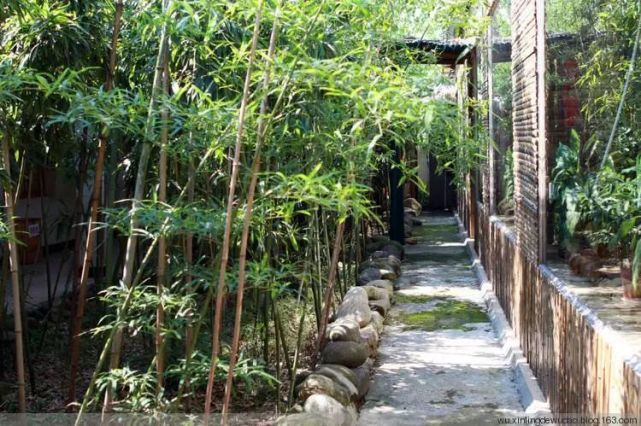 威廉希尔这些植物风水超好保佑家宅30年！(图2)
