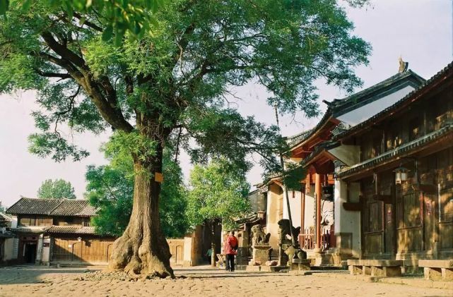 威廉希尔这些植物风水超好保佑家宅30年！(图4)