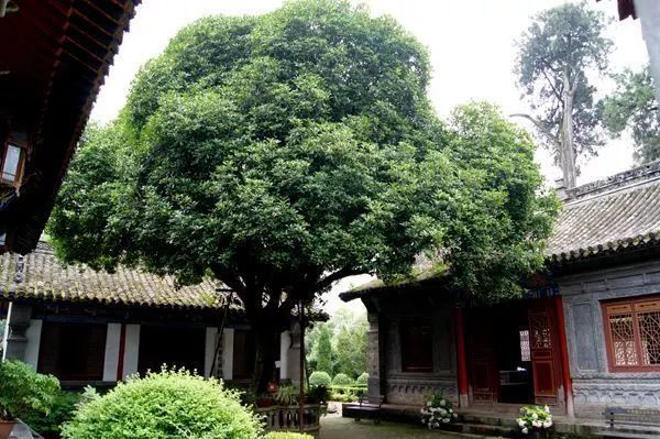 威廉希尔这些植物风水超好保佑家宅30年！(图3)