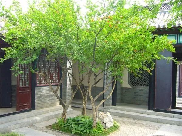 威廉希尔这些植物风水超好保佑家宅30年！(图5)