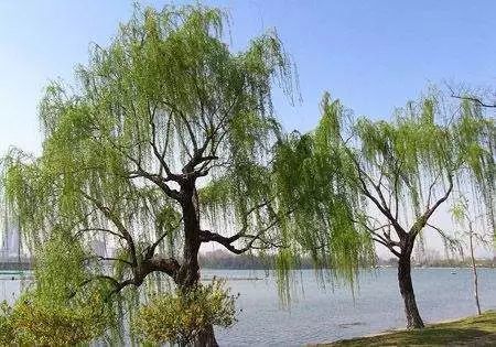 威廉希尔这些植物风水超好保佑家宅30年！(图13)