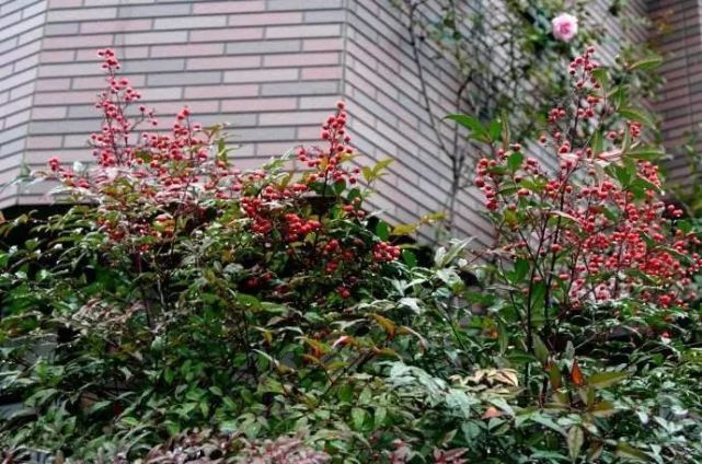 威廉希尔这些植物风水超好保佑家宅30年！(图11)