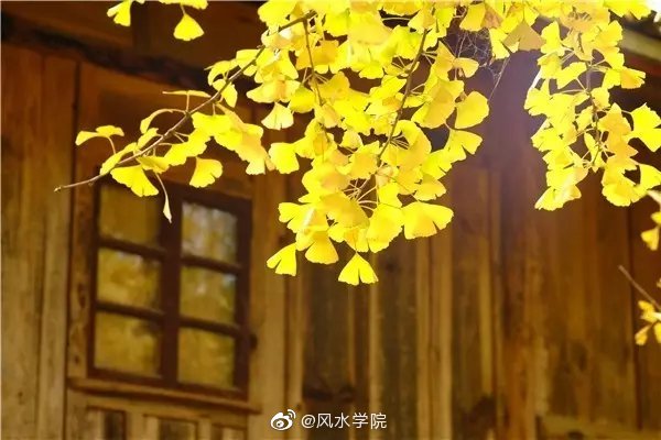 植物栽种的方位与风水庭院种什么树最吉利竹子护宅香椿辟邪…(图2)