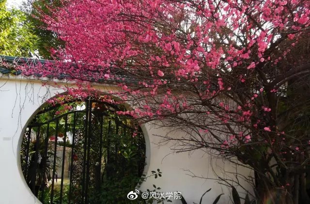 植物栽种的方位与风水庭院种什么树最吉利竹子护宅香椿辟邪…(图5)