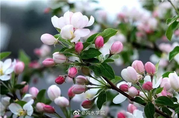 植物栽种的方位与风水庭院种什么树最吉利竹子护宅香椿辟邪…(图4)