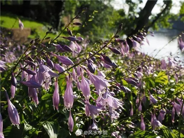 植物栽种的方位与风水庭院种什么树最吉利竹子护宅香椿辟邪…(图7)