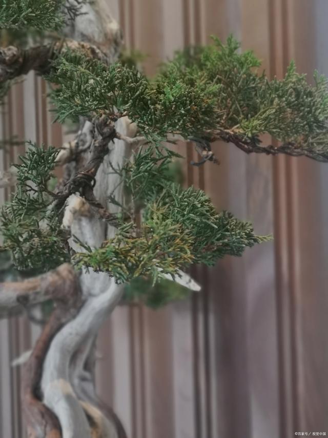 罗汉松摆放有什么讲究？易学者杨道明说罗汉松的寓意和室内外作用(图2)