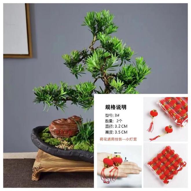 罗汉松摆放有什么讲究？易学者杨道明说罗汉松的寓意和室内外作用(图5)
