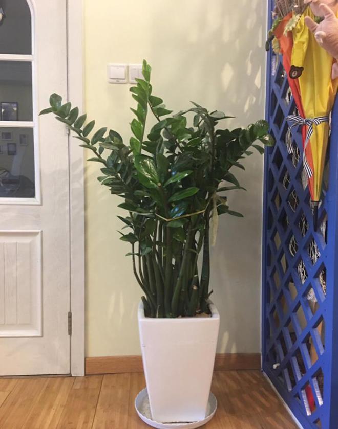 下面就为大家推荐几种旺运招财的家居植物！(图3)