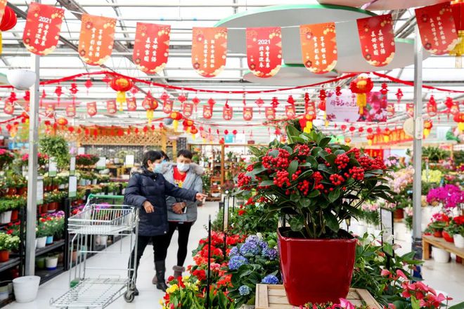买年花添年味！丰台花乡买花攻略！线上线下都能买原来这些鲜花卖的好(图16)