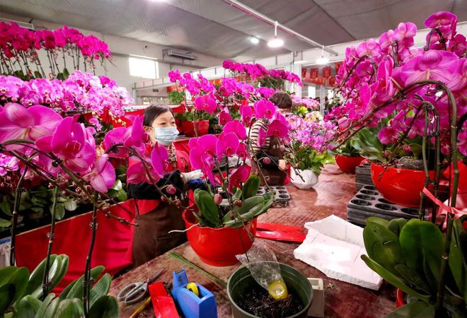 买年花添年味！丰台花乡买花攻略！线上线下都能买原来这些鲜花卖的好(图19)