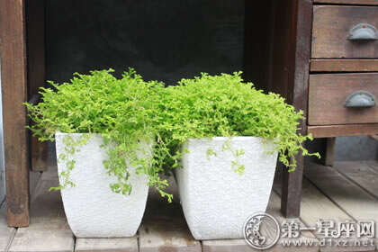 威廉希尔完整的植物风水学风水植物有哪些(图1)