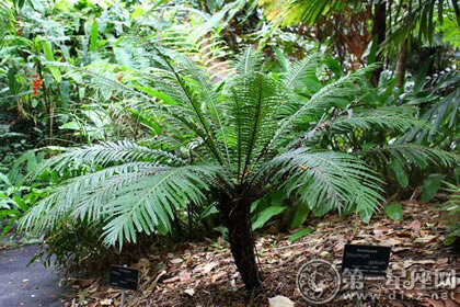 威廉希尔完整的植物风水学风水植物有哪些(图15)