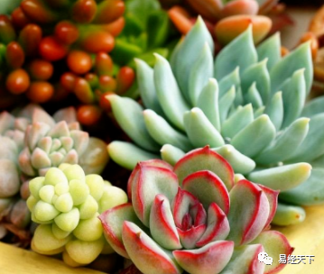 民间植物风水学(图4)
