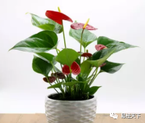 民间植物风水学(图5)